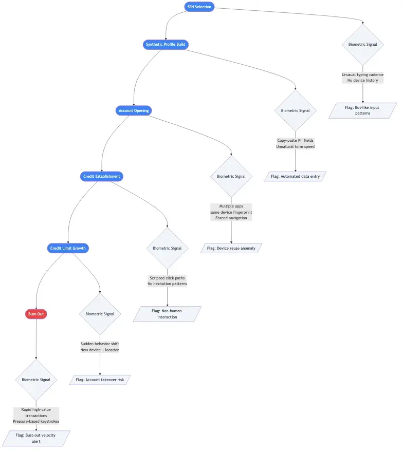 Step-by-step infographic of the synthetic identity fraud lifecycle from SSN selection through fake profile building, account opening, credit establishment, and bust-out, with behavioral biometric signals flagged at each stage